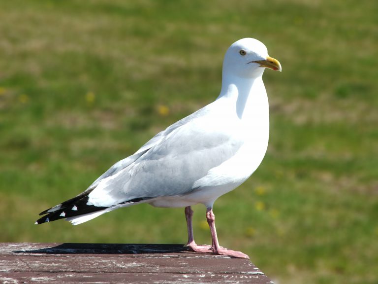 Als een vogel zo vrij